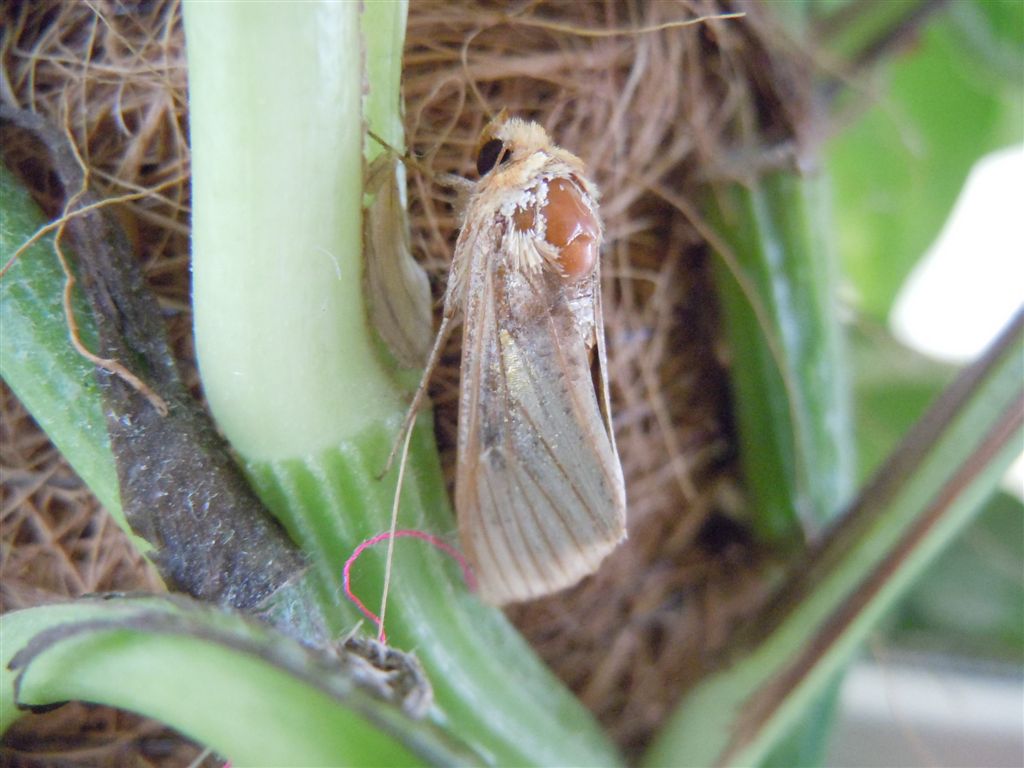 Falena in casa2